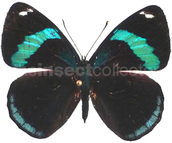 Diaethria gabaza 