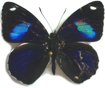 Diaethria astala