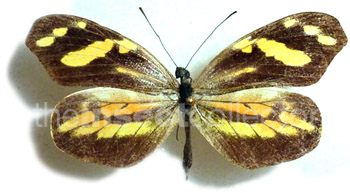 Dismorphia arcadia 