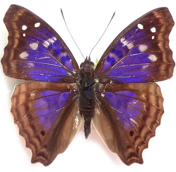 Doxocopa agathina