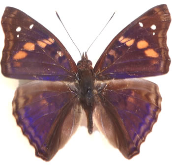 Doxocopa agathina 