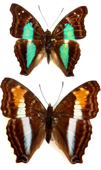 Doxocopa laurentia 