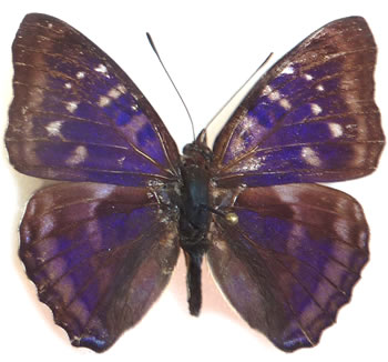 Doxocopa felderi