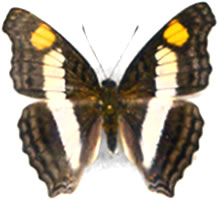 Doxocopa laure 