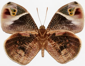 Dynastor macrosiris