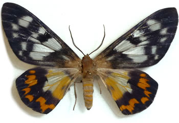 Dysphania tyrianthina 