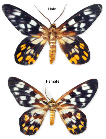 Dysphania contrata