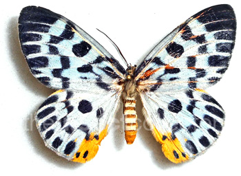 Dysphania malayanus