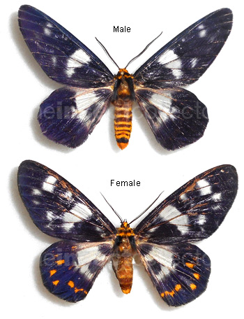 Dysphania numana 