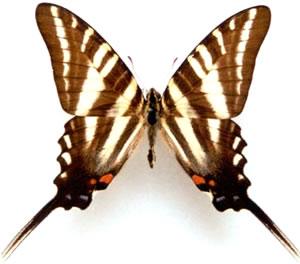 Protographium marcellus