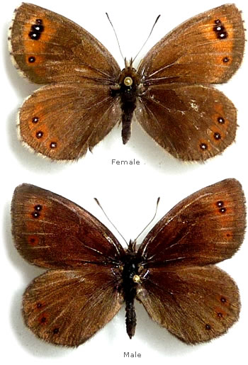 Erebia montana 