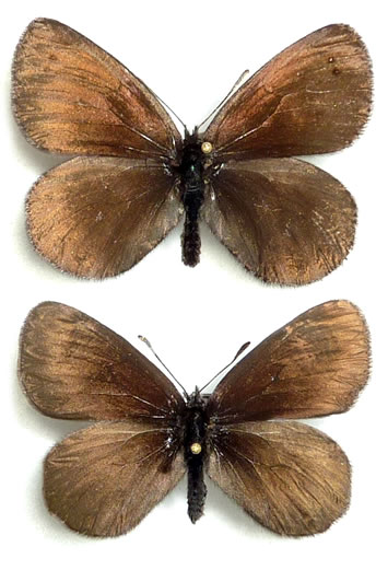 Erebia pluto 