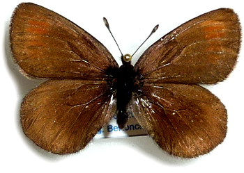 Erebia pluto 