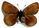 Erebia pluto 