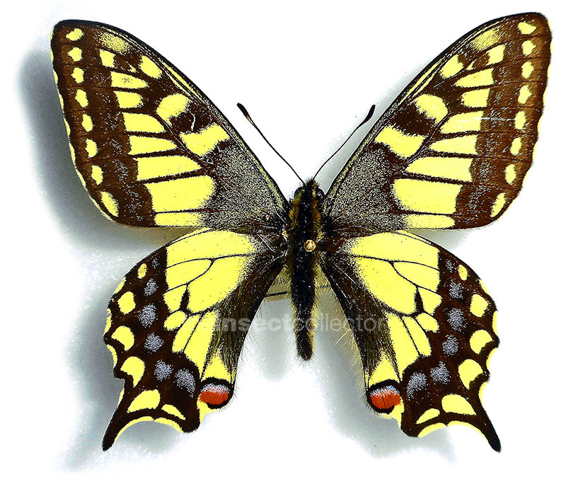 Papilio machaon