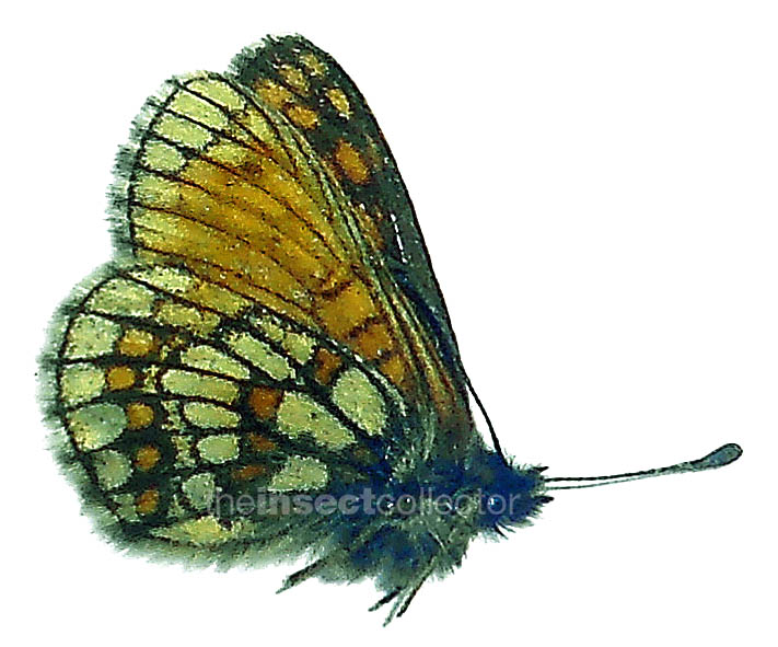 Melitaea asteria