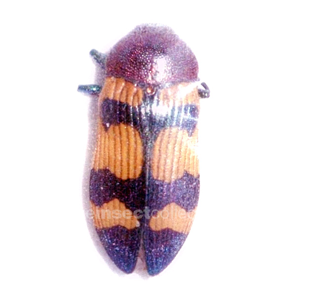 Castiarina athertonensis