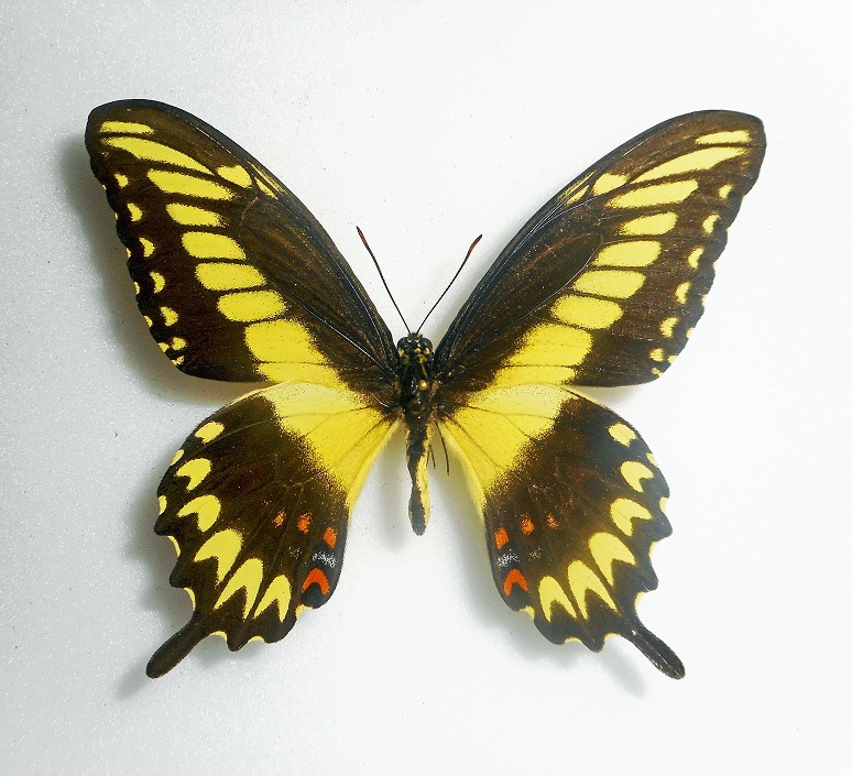 Papilio pallas 