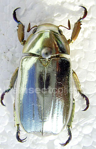 Chrysina chrysargirea-silver