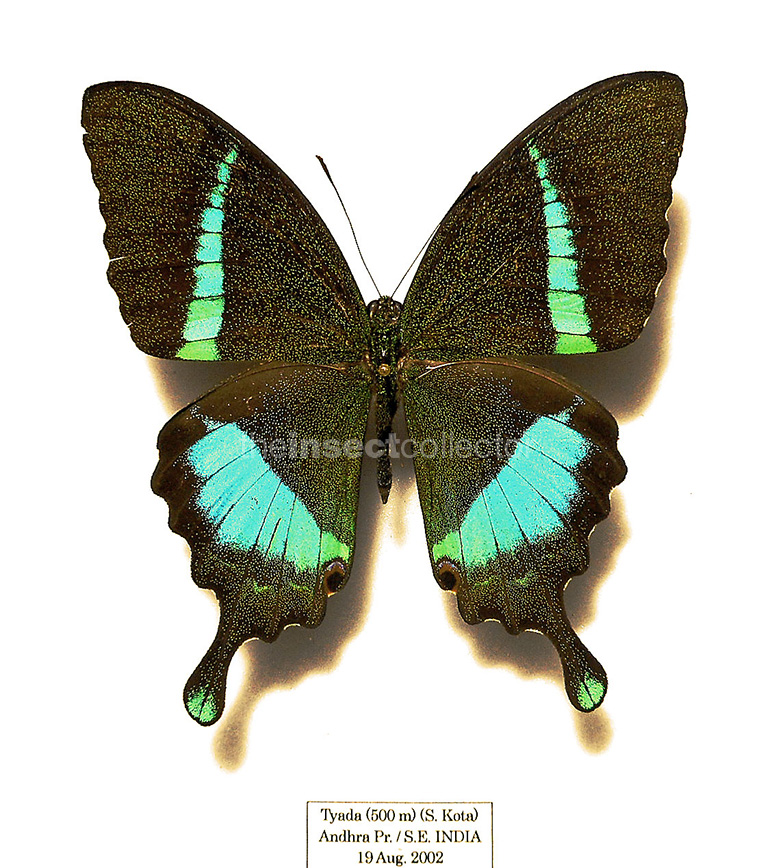 Papilio crino