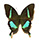 Papilio crino