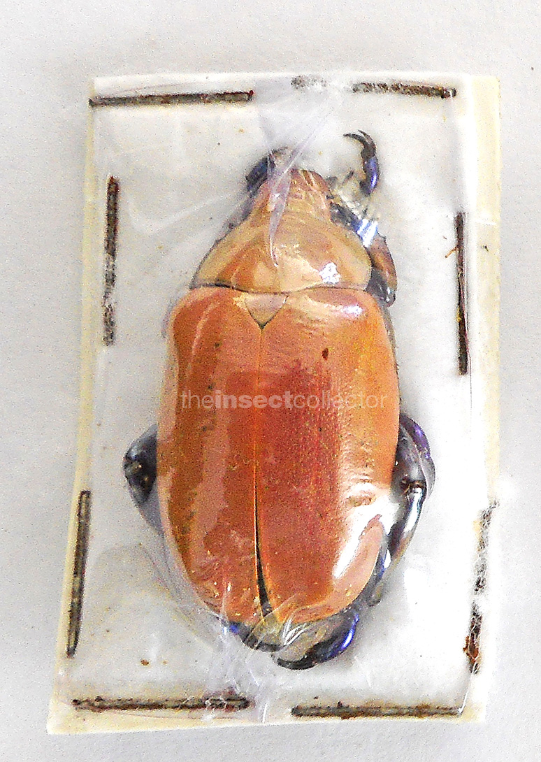 Chrysina erubescens-red/orange