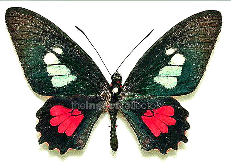 Parides eurimedes 