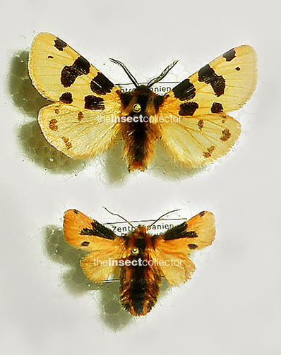 Ocnogyna zoraida 