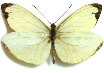 Enantia lina 