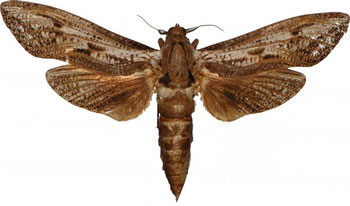 Endoxyla mackeri 