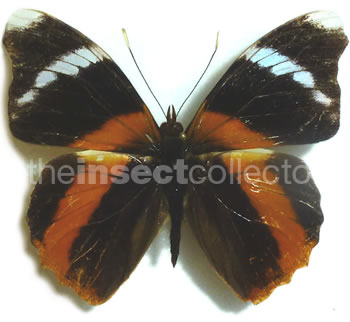 Epiphile eriopis 