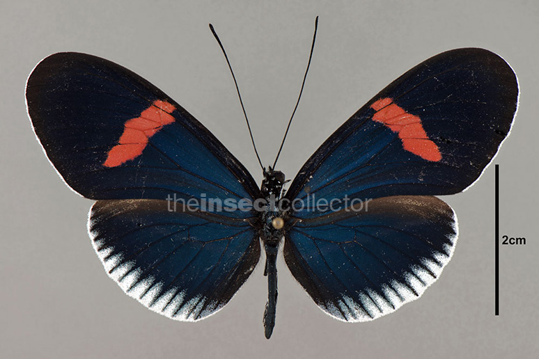 Heliconius erato 