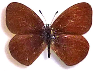 Erebia atramentaria