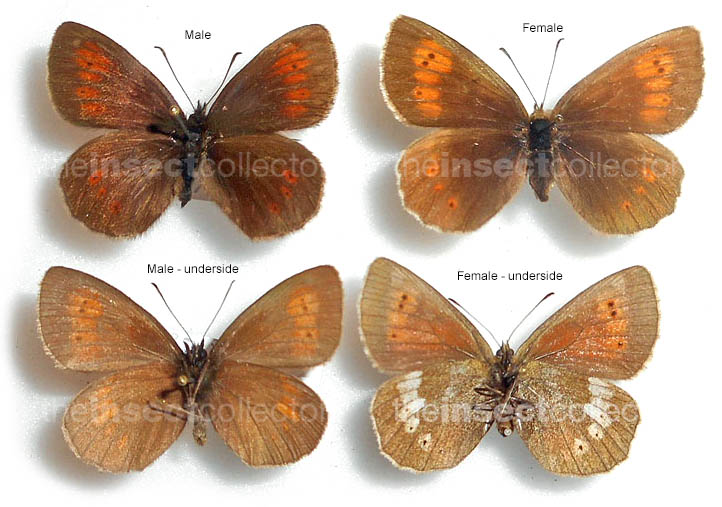 Erebia bubastis