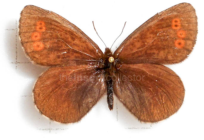 Erebia disa