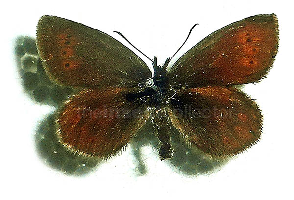 Erebia epiphron