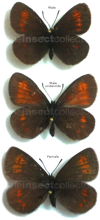 Erebia eriphyle 