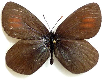 Erebia erynnin