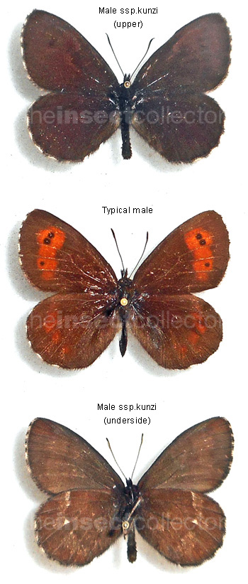 Erebia euryale