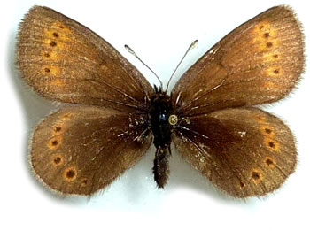 Erebia flavofasciata 