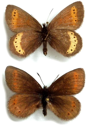 Erebia flavofasciata  