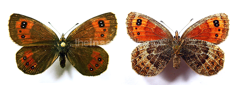 Erebia gorgone