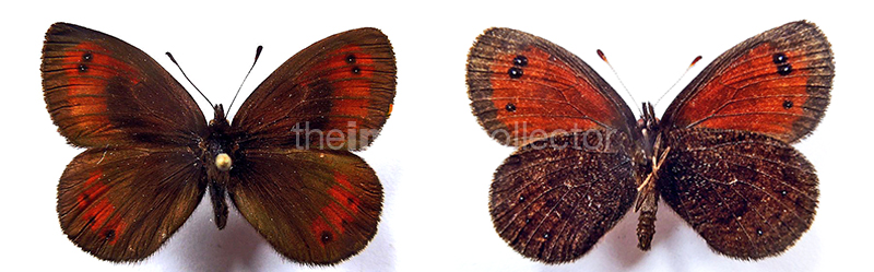 Erebia gorgone