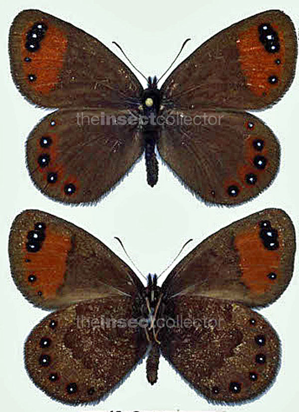 Erebia hewitsonii