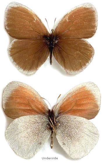 Erebia kalmuka