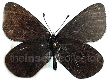 Erebia magdalena 