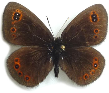 Erebia medusa 