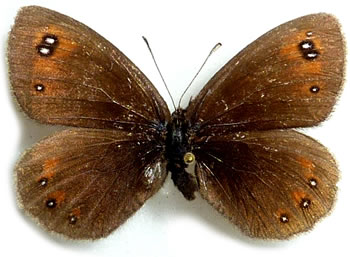 Erebia meolans 