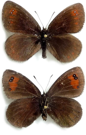 Erebia meolans 