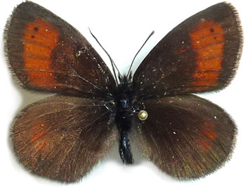 Erebia mnestra